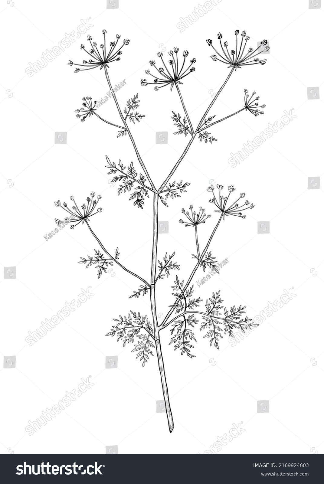 284 Cow Parsley Design Images, Stock Photos & Vectors | Shutterstock