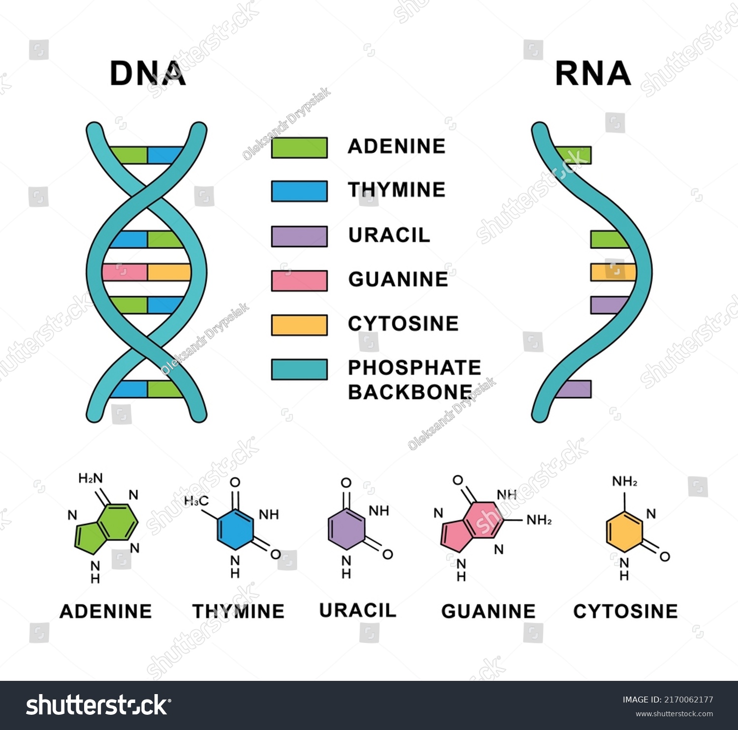 Vektor Stok Deoxyribonucleic Acid Ribonucleic Acid Nucleobases Formulas Vektor Stok Deoxyribonucleic Acid Ribonucleic Acid Nucleobases Formulas