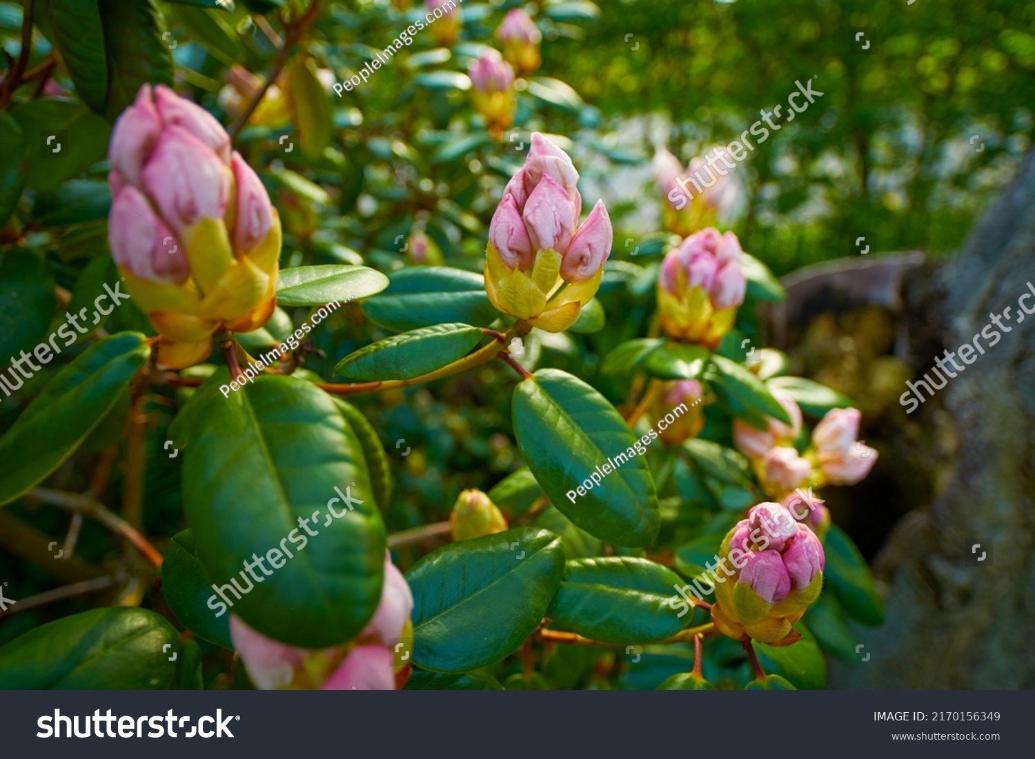 rhododendron-genus-1024-species-woody-plants-stock-photo-2170156349