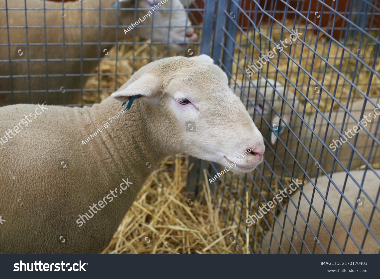 Australian Dorset Sheep British Breed Domestic Stock Photo 2170170403 ...