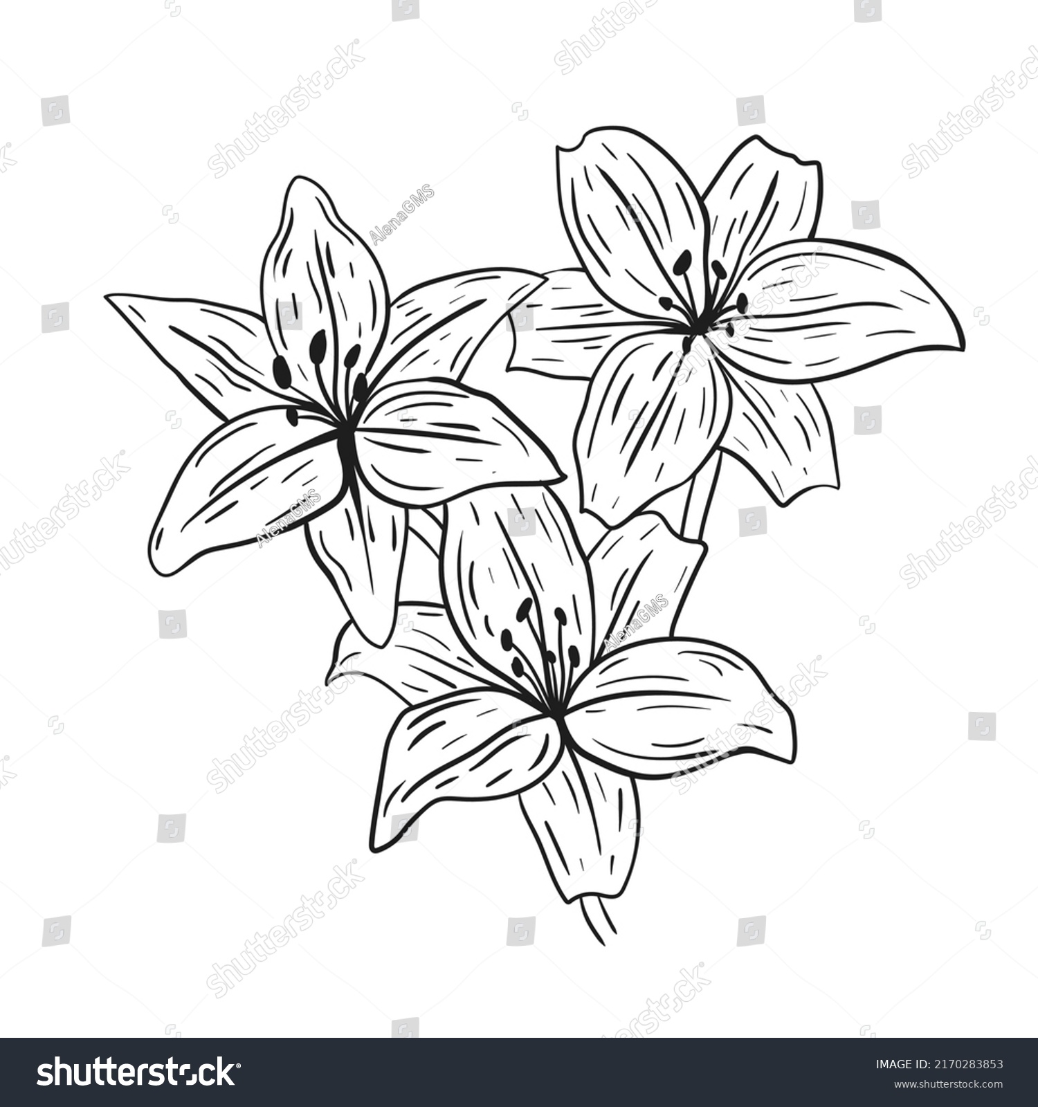 Lilium Hand Drawn Black Lines On Stock Vector (Royalty Free) 2170283853 ...