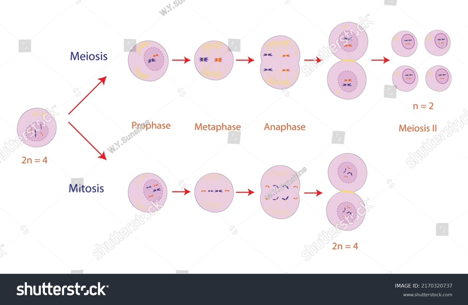 Education Diagram Cell Division Interphase Prophase Stock Illustration ...