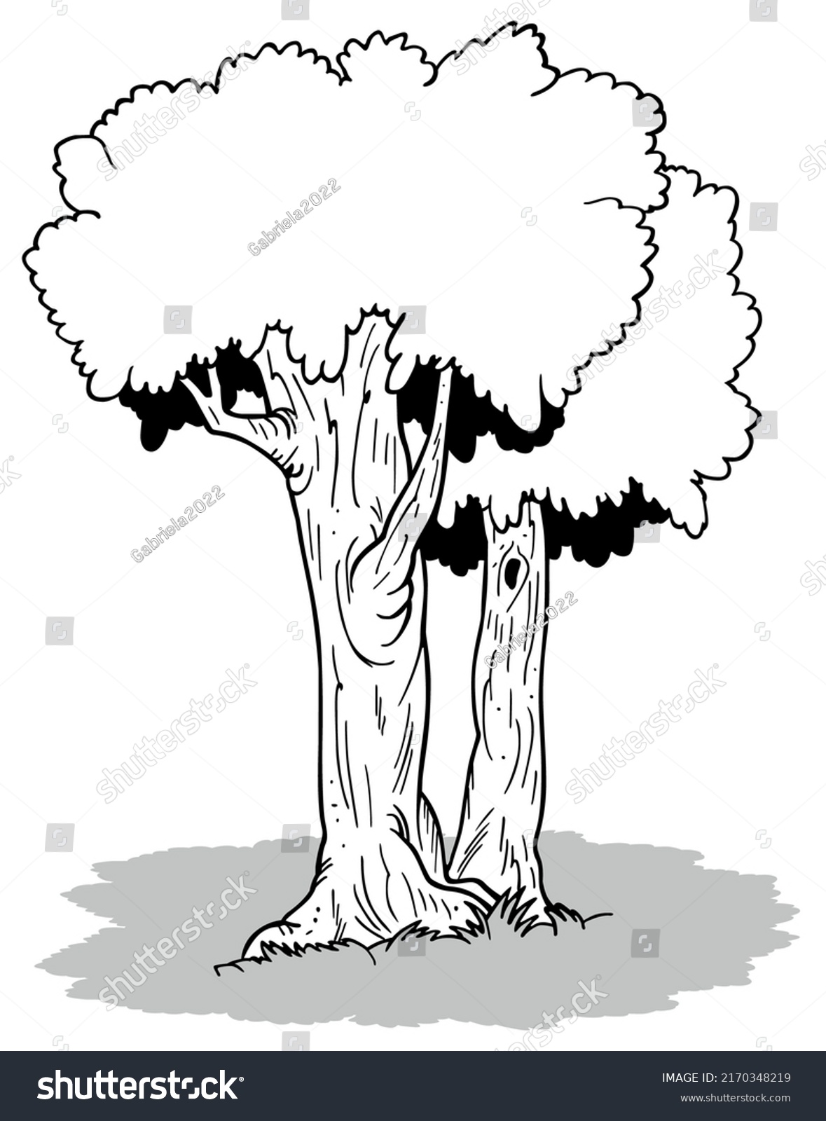 Drawing Two Deciduous Trees Cartoon Illustration Stock Vector (Royalty ...