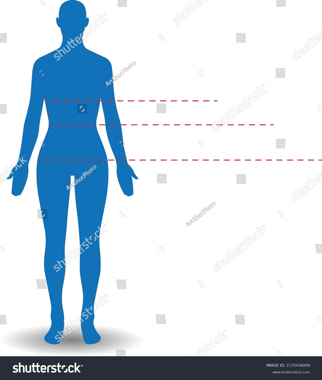 Human Body Measurement Chart Vector Stock Vector (Royalty Free ...