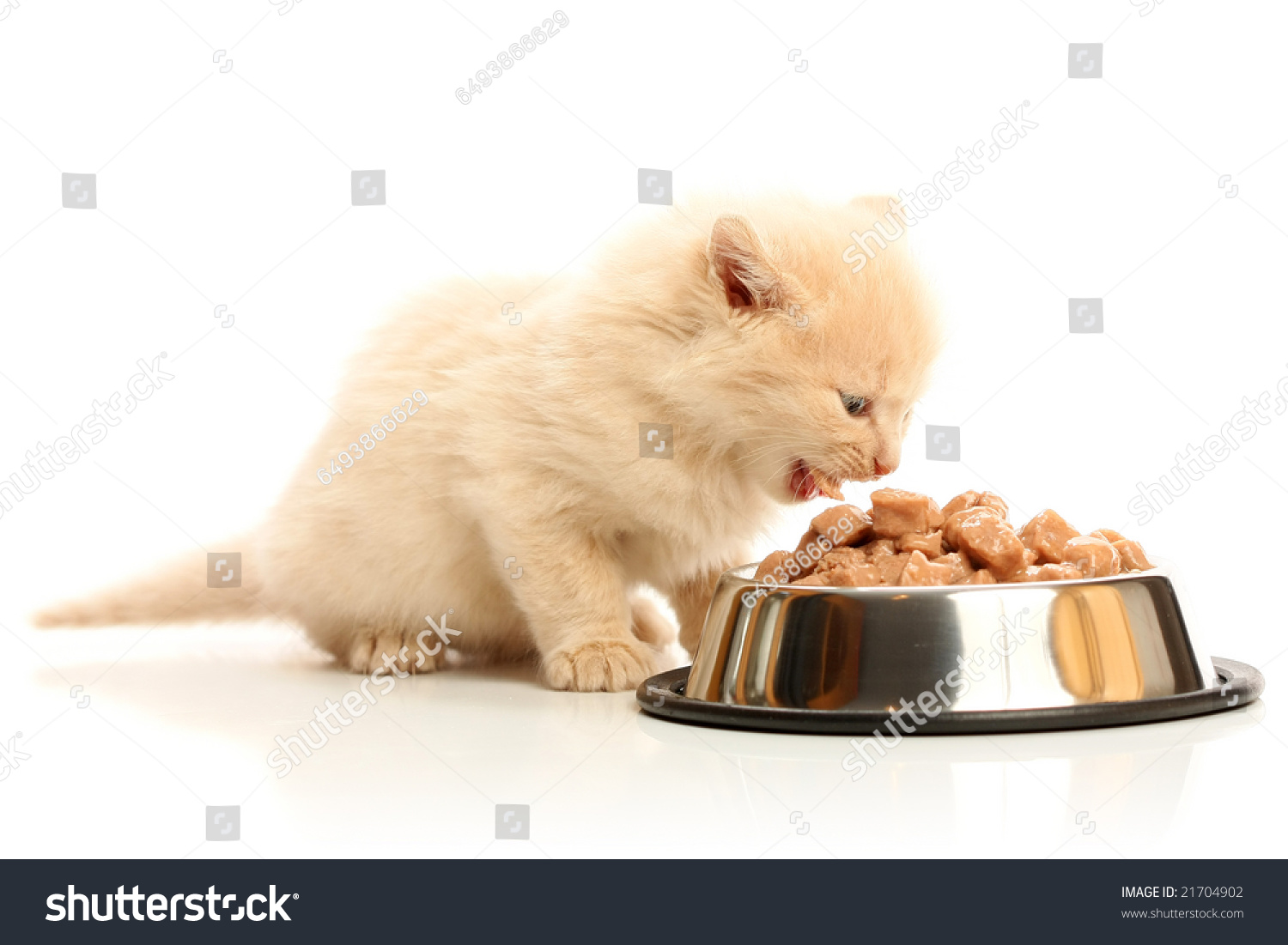 фото котята едят