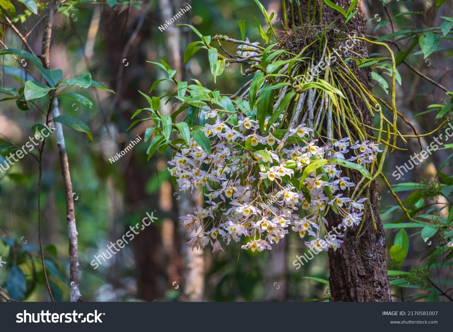 Dendrobium Nobile Lindl Beautiful Rare Wild Stock Photo 2170581007 ...