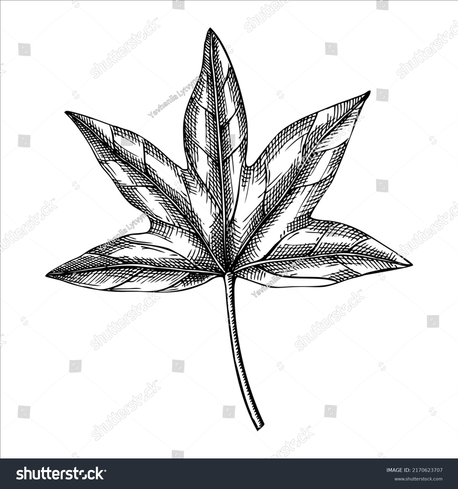 Decorative Autumn Leaf Sketch Sweetgum Foliage Stock Vector (Royalty ...