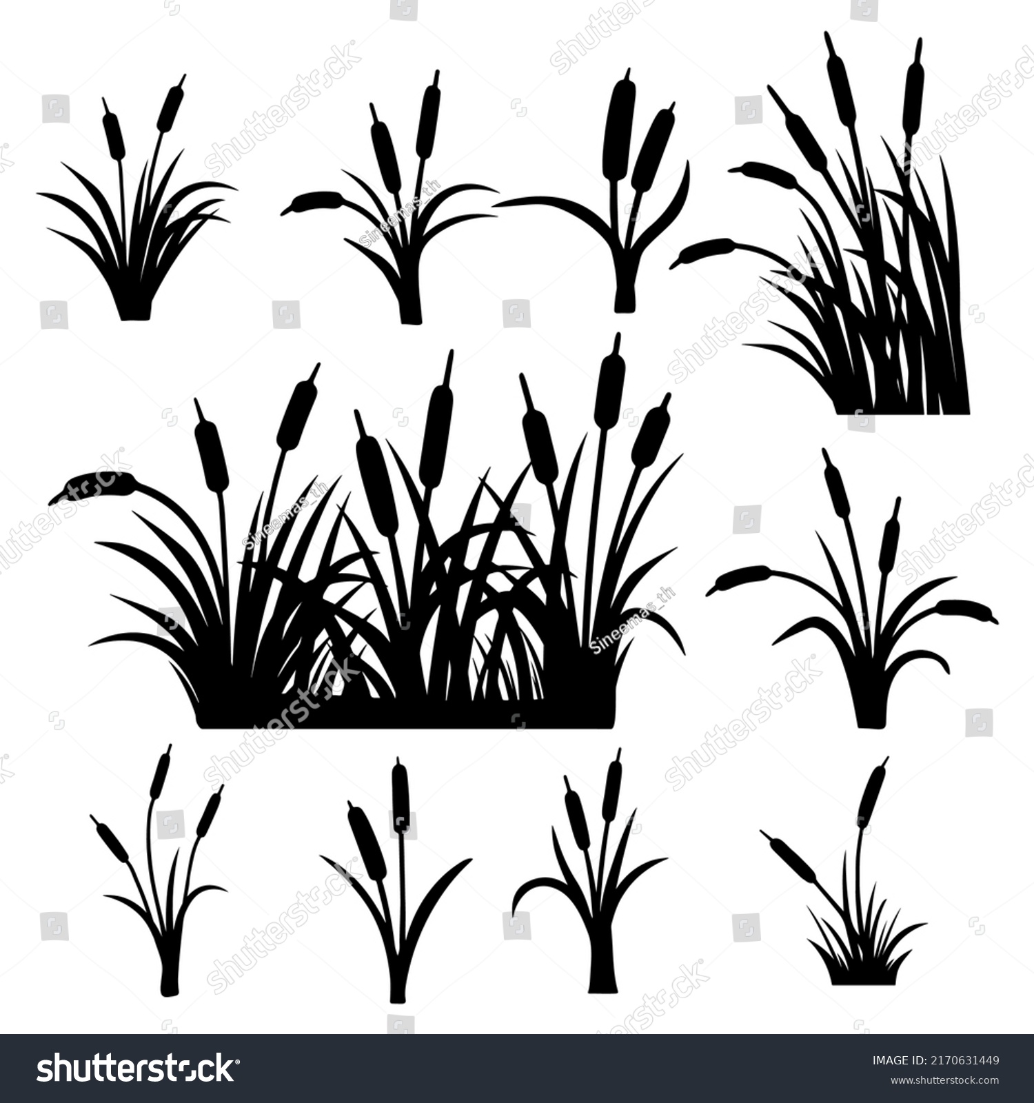 Reed Plant Silhouettesedge Cane Bulrush Set Stock Vector (Royalty Free ...