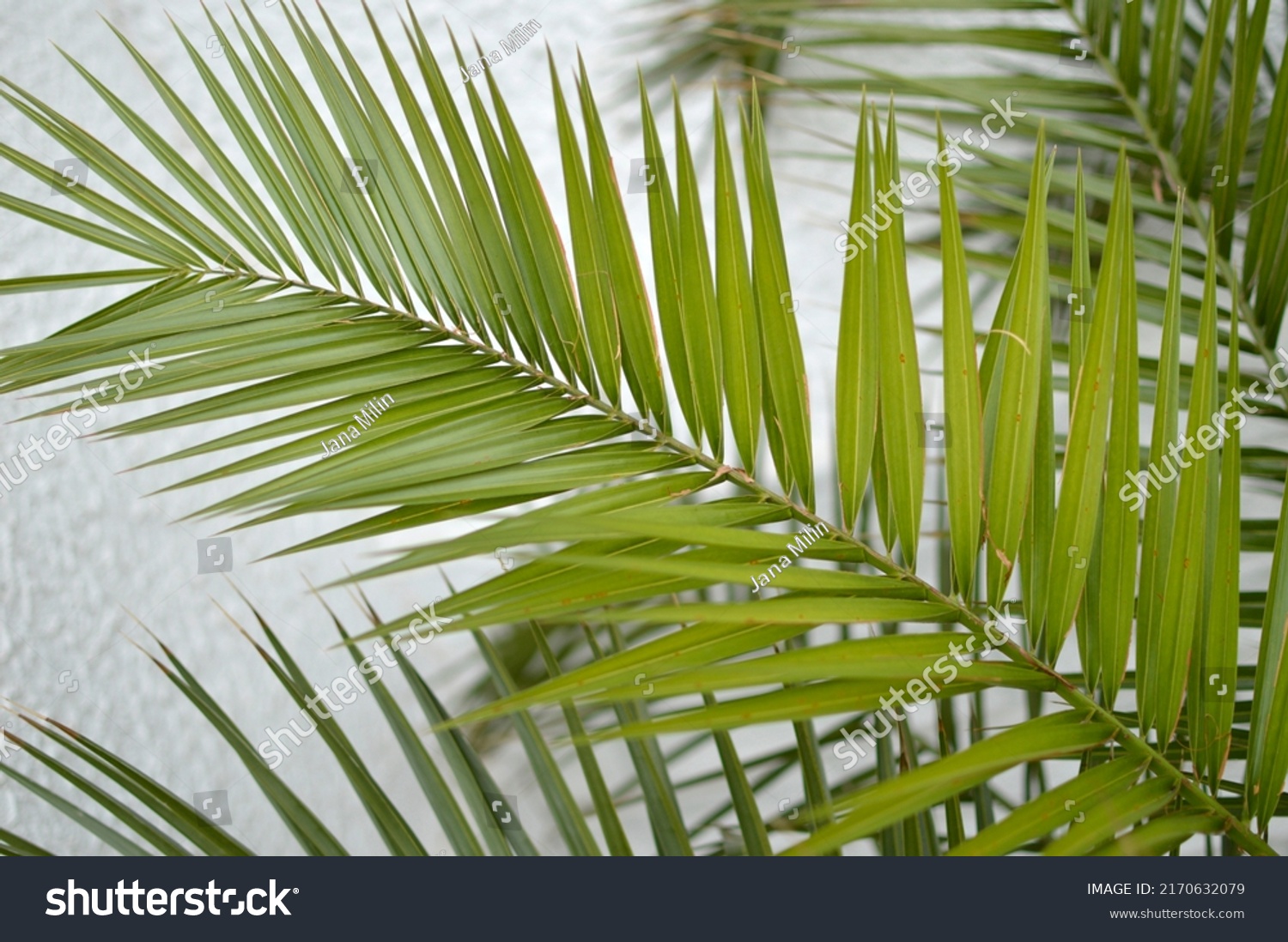 Majesty Palm Tree Growing Pot Stock Photo 2170632079 | Shutterstock