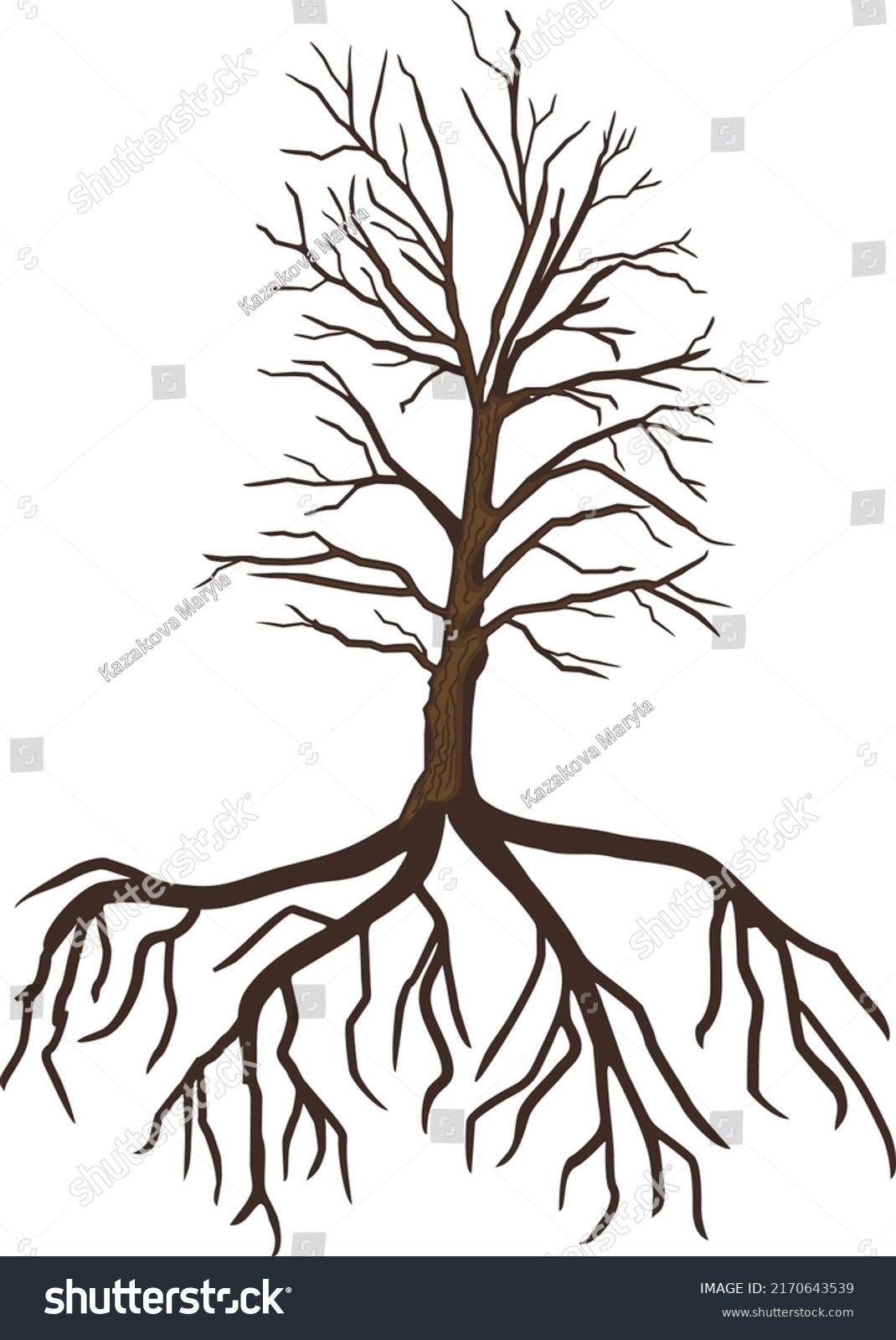 Old Oak Tree Root System Isolated Stock Vector (Royalty Free ...