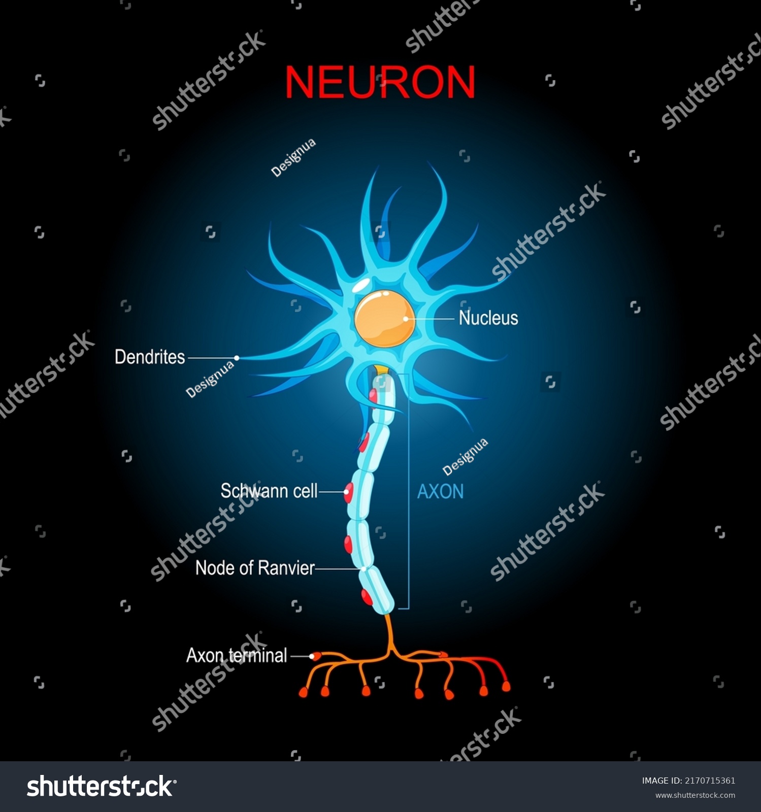 Brain Neuron Structure Biological Anatomy Neuron Stock Vector (Royalty ...