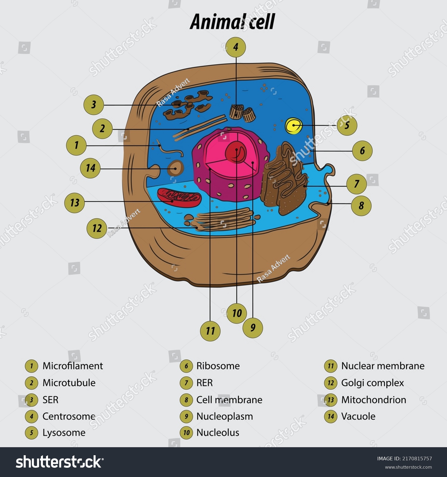 Animal Cell Labeled Diagram Vector Illustration Stock Vector (Royalty ...