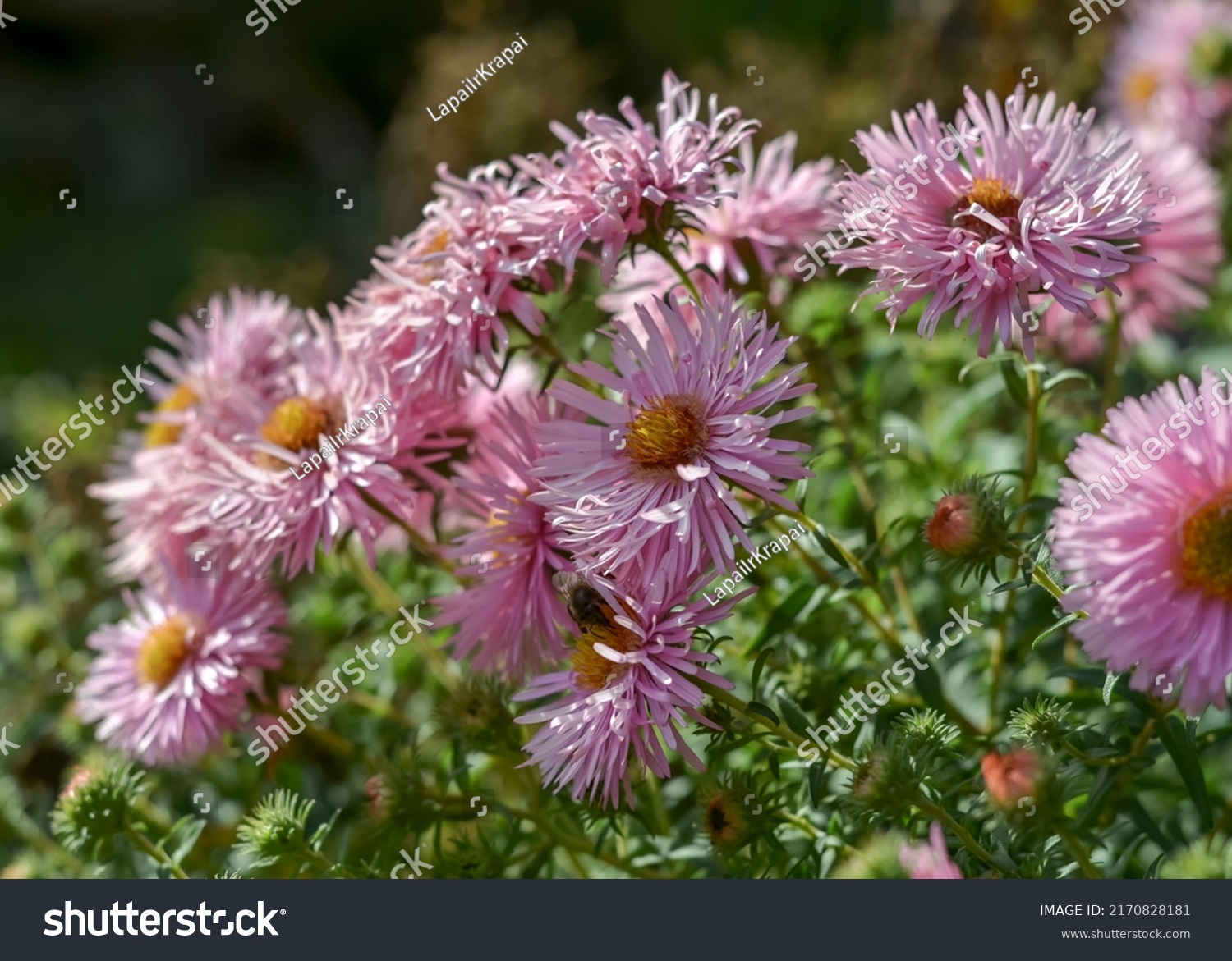 Pink Bushy Aster Aster Dumosus Perennial Stock Photo 2170828181 ...