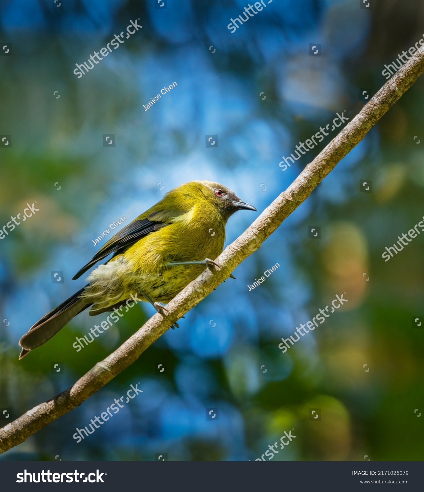 new zealand birds maori names