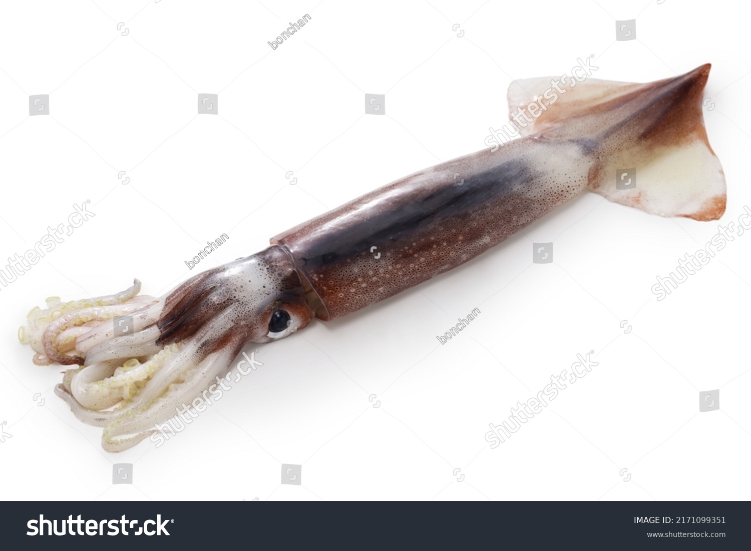 Japanese Flying Squid Isolated On White Stock Photo 2171099351