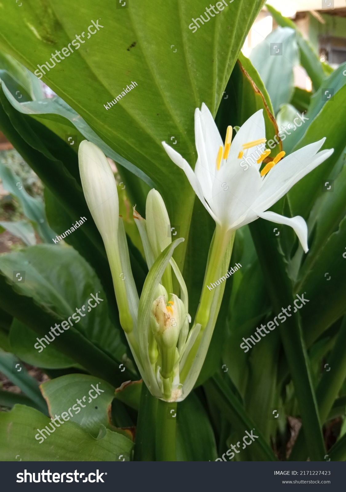 Brisbane Lily Proiphys Cunninghamii Flowers That Stock Photo 2171227423 ...