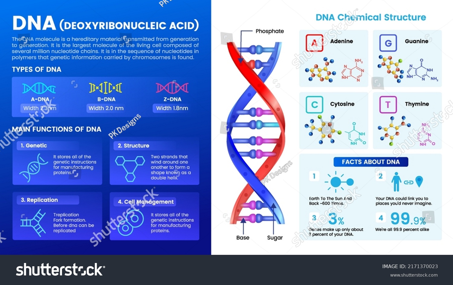 dnastructure-function-discovery-vector-illustration-stock-vector