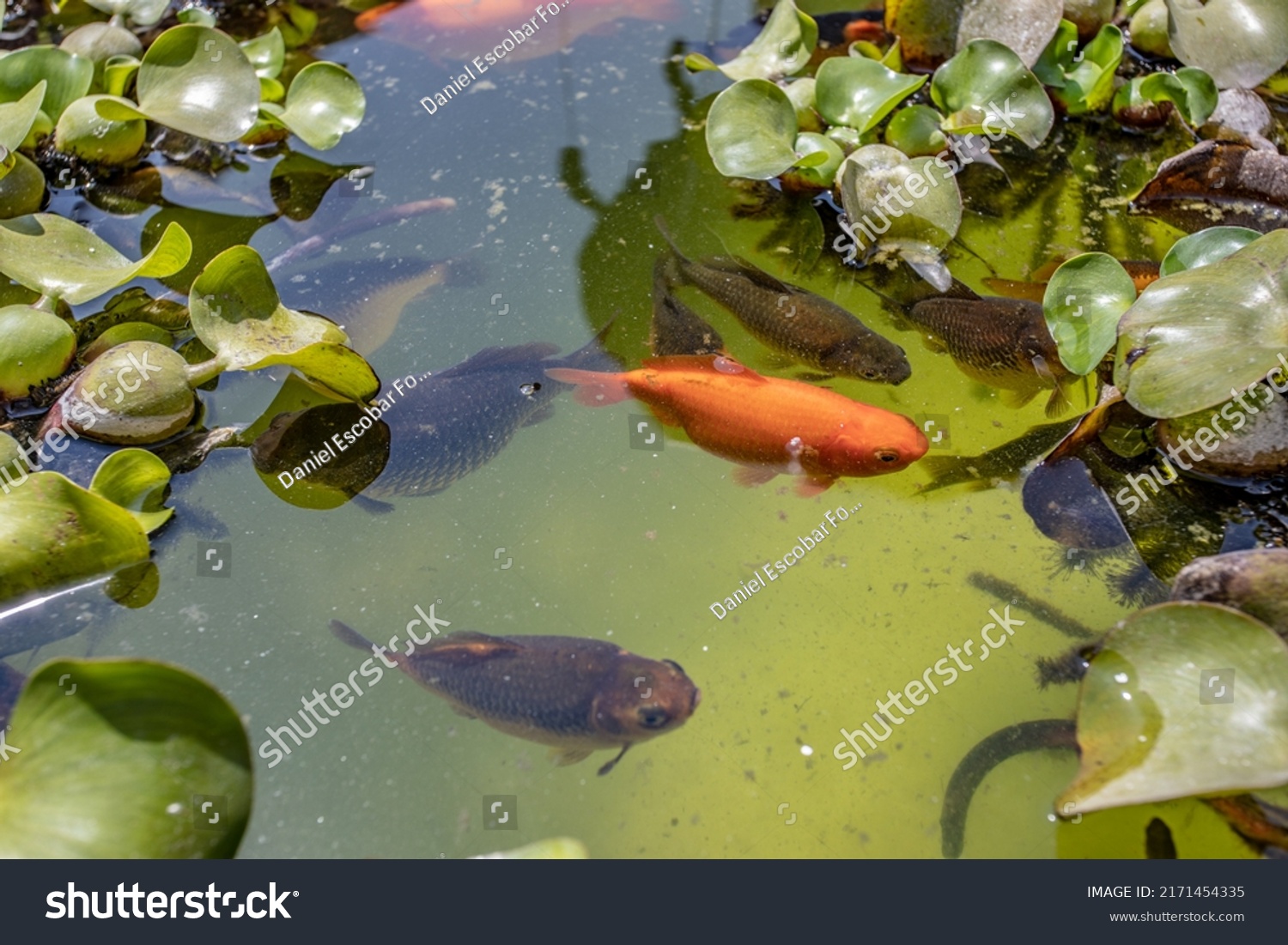 Different Types Fish Ponds Stock Photo 2171454335 | Shutterstock