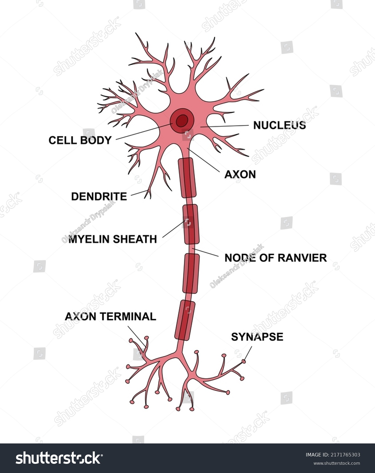 Neuron Anatomy Description Main Parts Structure Stock Vector (Royalty ...