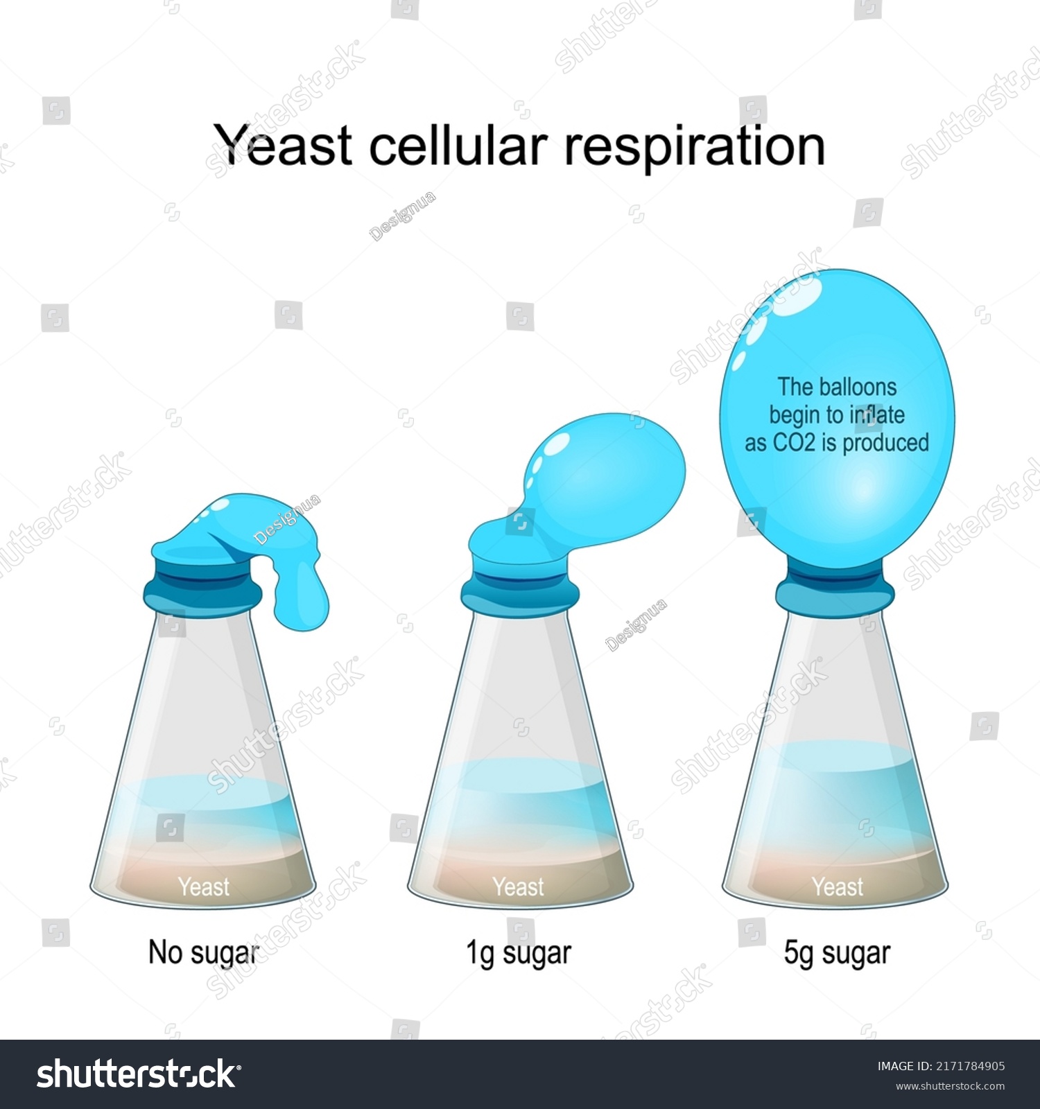 cellular respiration experiment with yeast and balloons