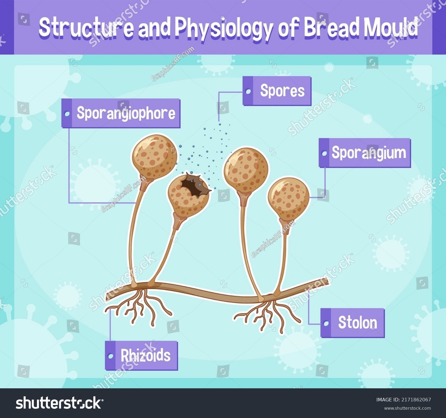 Structure Physiology Bread Mold Illustration Stock Vector (Royalty Free ...