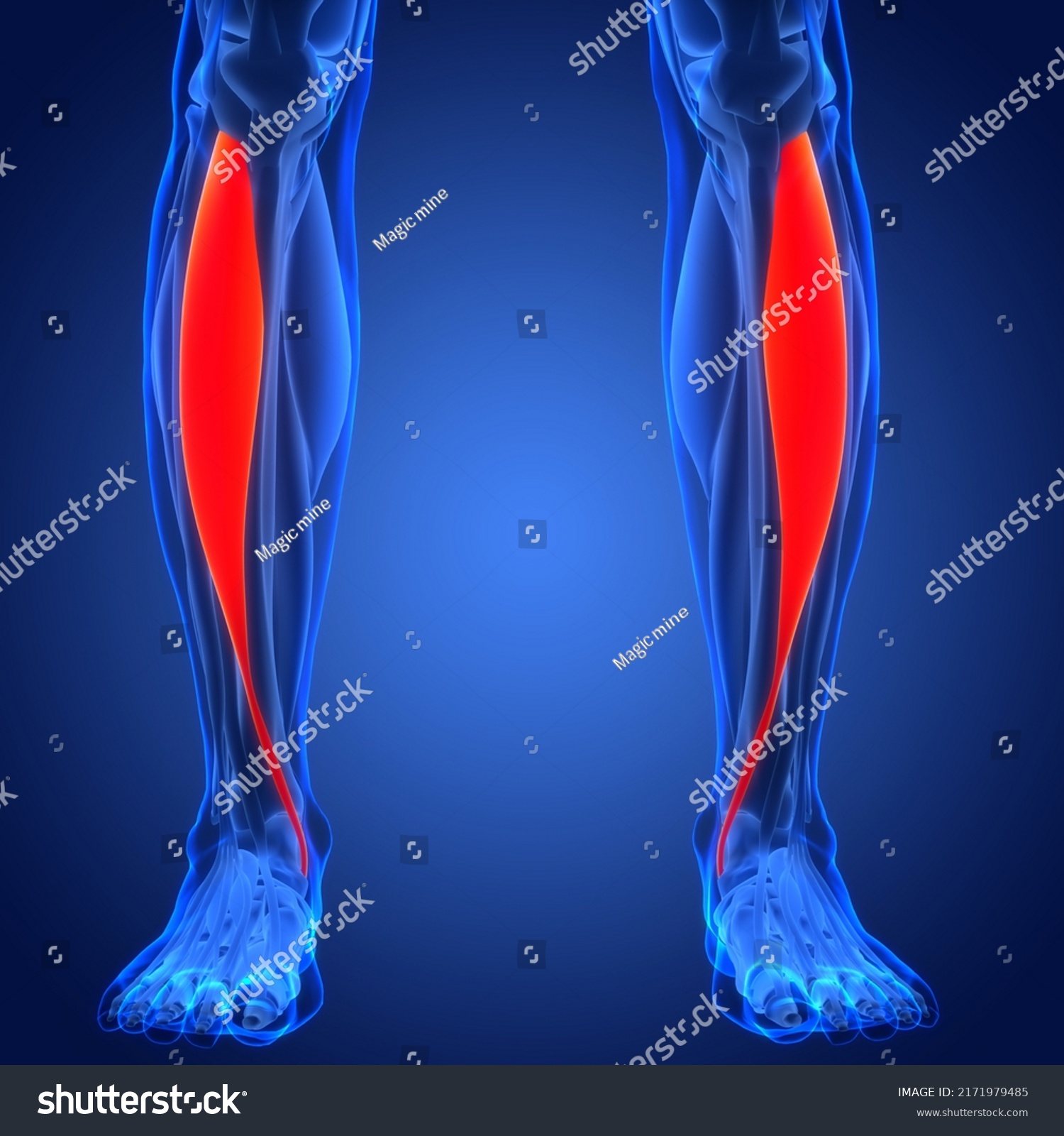 Human Muscular System Leg Muscles Tibialis Stock Illustration ...