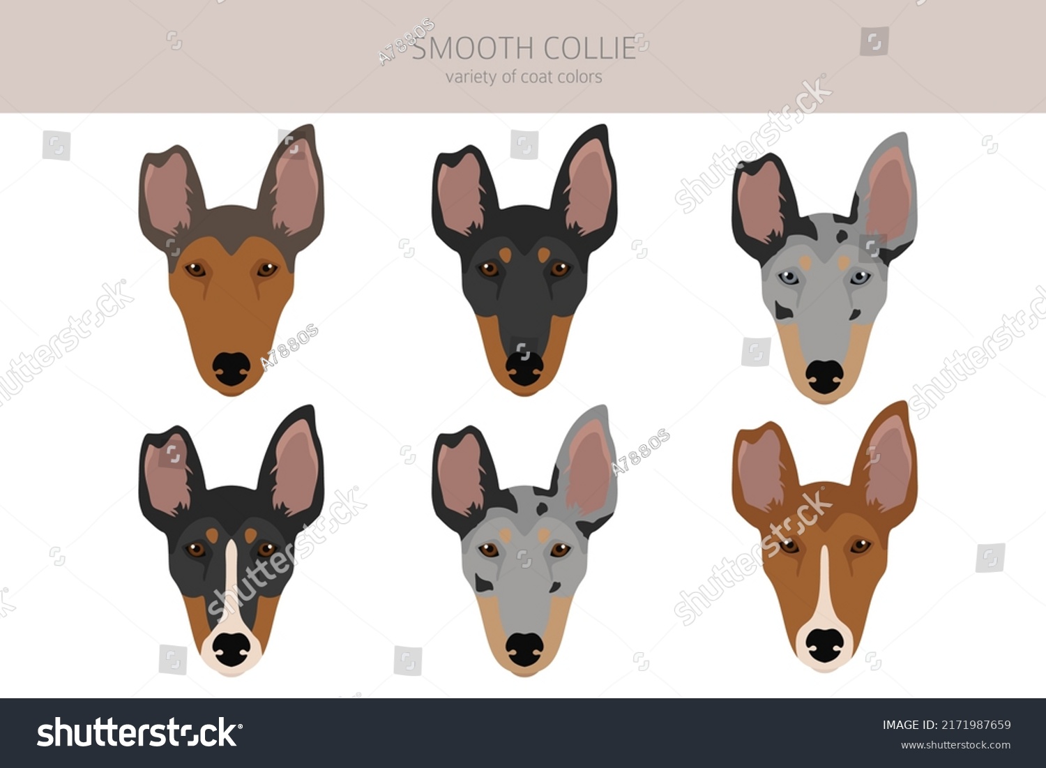 Smooth Collie Coat Colors Different Poses Stock Vector (Royalty Free ...