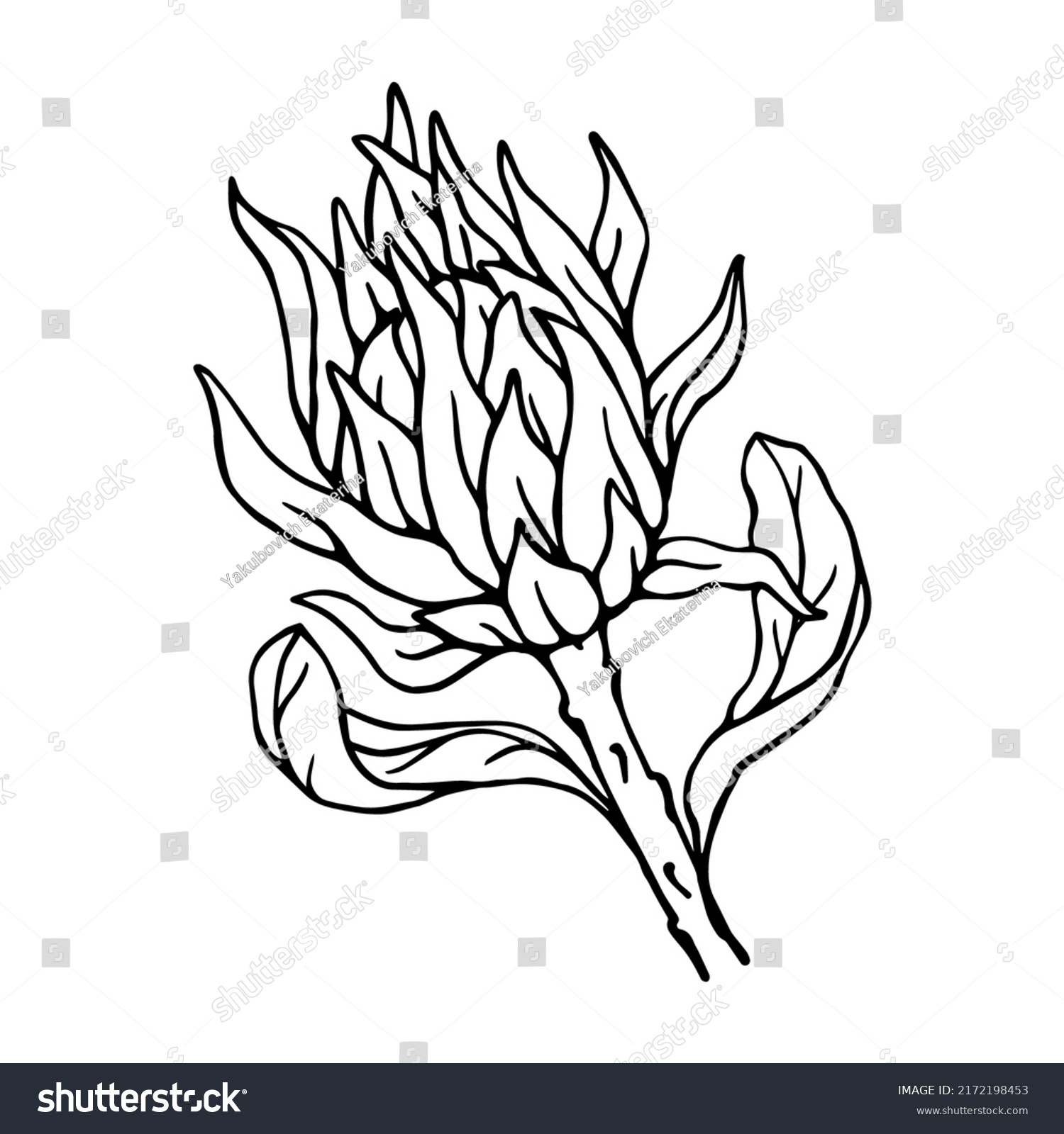 Linear Sketch Protea Flower Vector Graphics Stock Vector (Royalty Free ...
