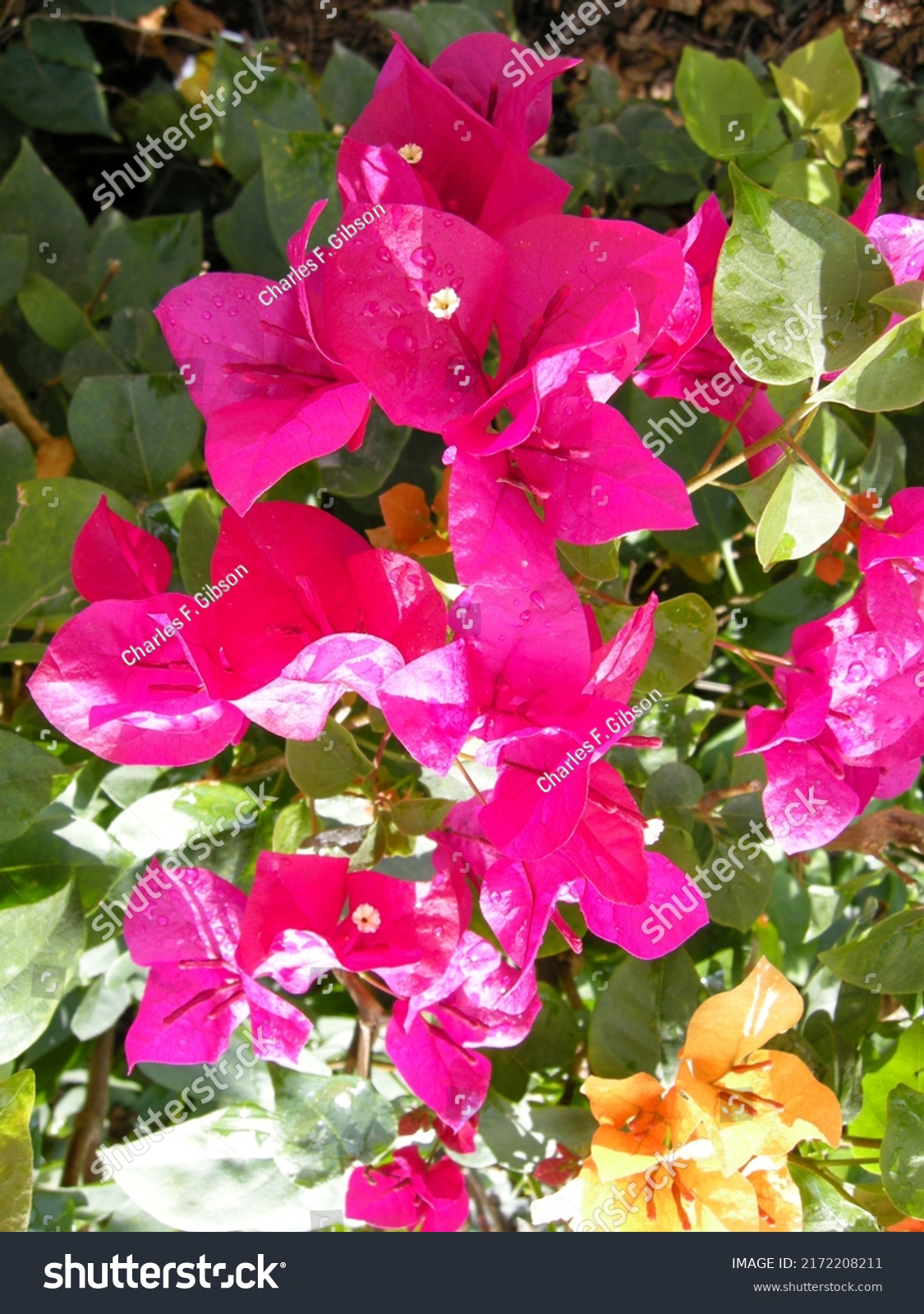 Bougainvillea B Spectabilis Native South America Stock Photo 2172208211 ...