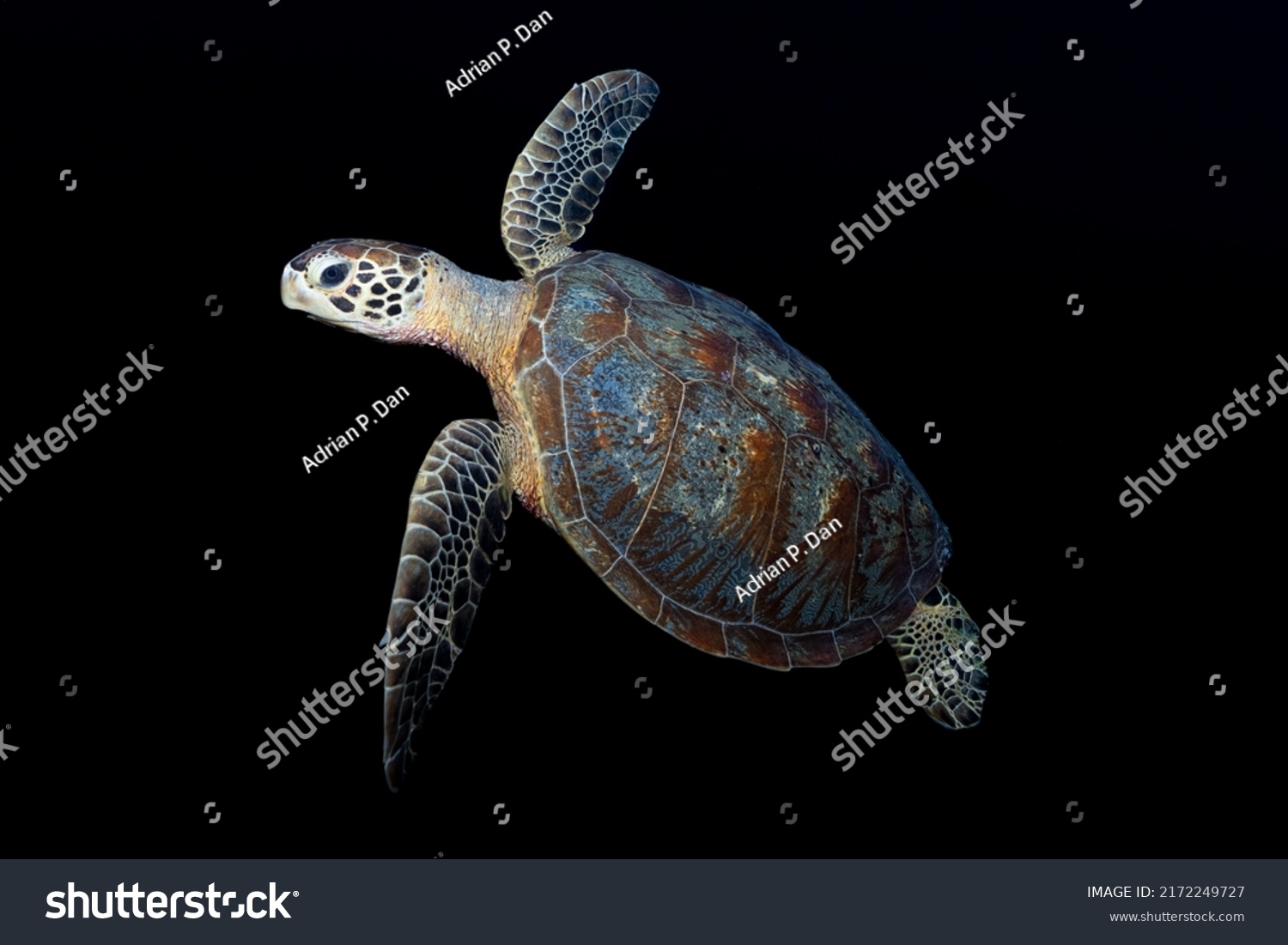 Sea Turtle Black Background Usable Wallpaper Stock Photo 2172249727 ...