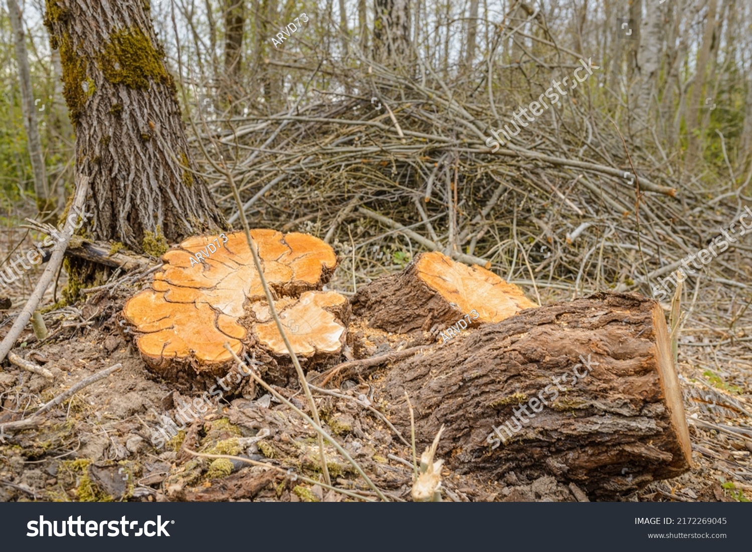 Deforestation Forest Clearingtree Stumps Felled Forest Stock Photo ...