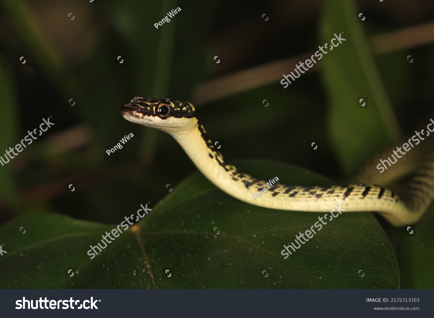 Golden Tree Snake Chrysopelea Ornata Colubridae Stock Photo 2172313703 ...