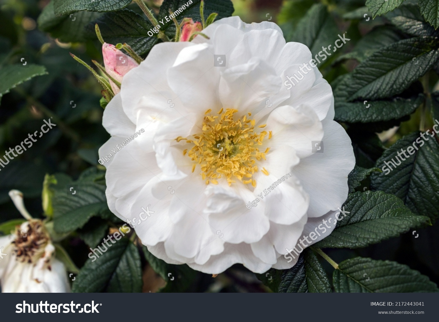 Closeup White Rose On Bush Stock Photo 2172443041 | Shutterstock