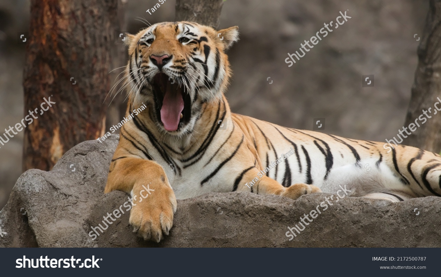 Sundarbans National Park Home Royal Bengal Stock Photo 2172500787 ...