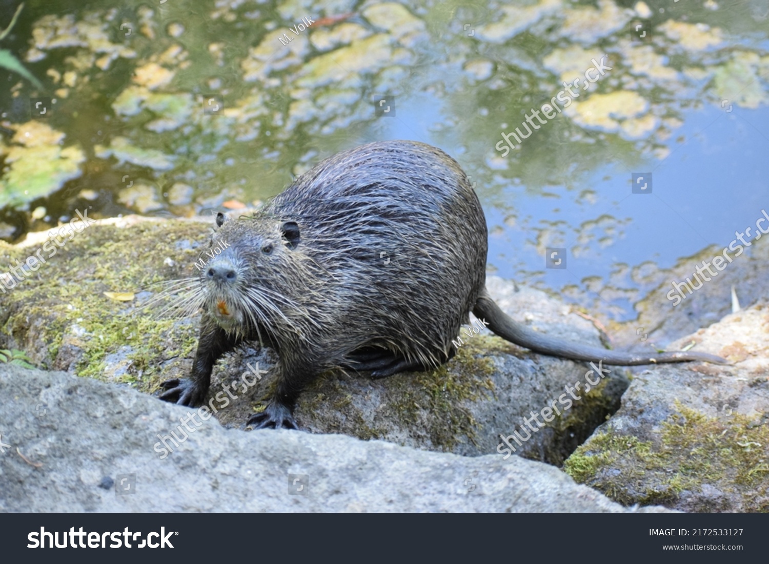 826 Big Nutria Images, Stock Photos & Vectors | Shutterstock