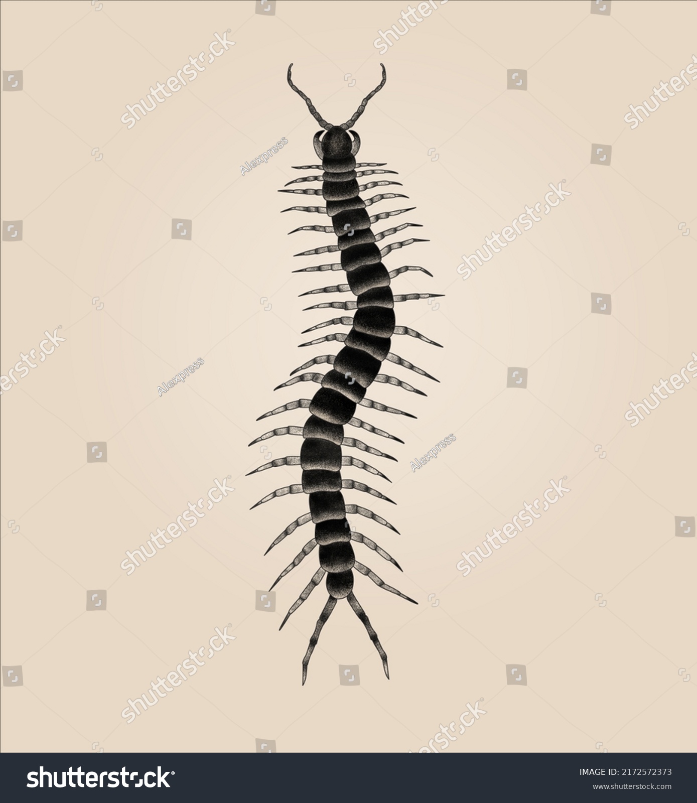 Scolopendra Gigantea Scolopendra Tattoo Illustration Stock Illustration ...