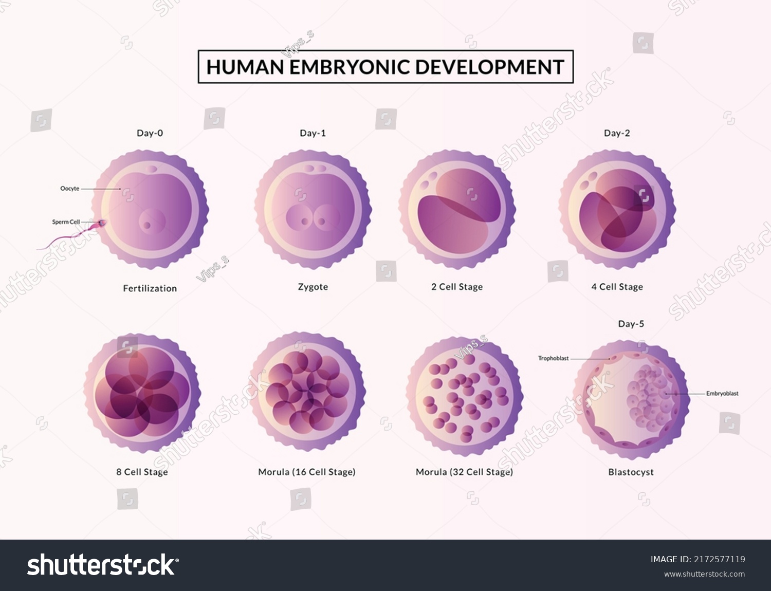 Stages Human Embryonic Developmentfrom Ovulation Implantation Stock 