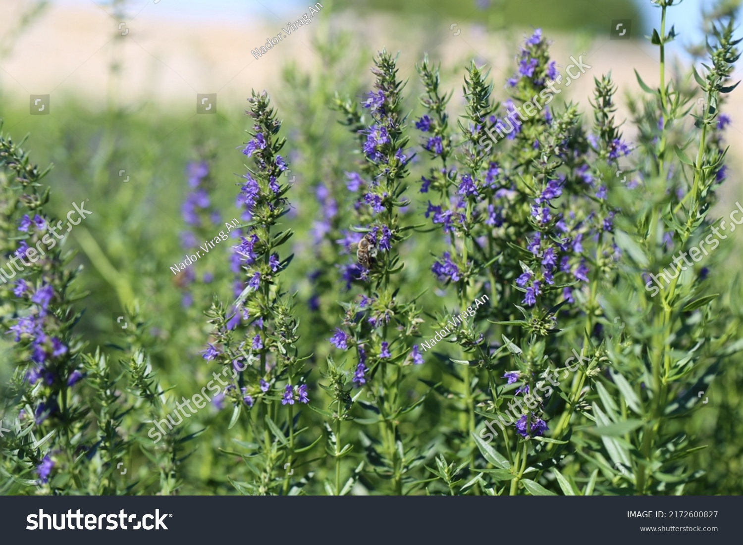 Hyssopus Officinalis Hyssop Shrub Lamiaceae Mint Stock Photo 2172600827 ...