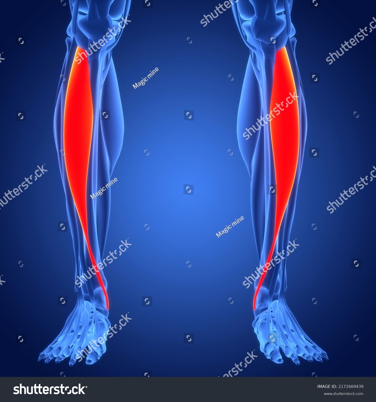 Human Muscular System Leg Muscles Tibialis Stock Illustration ...