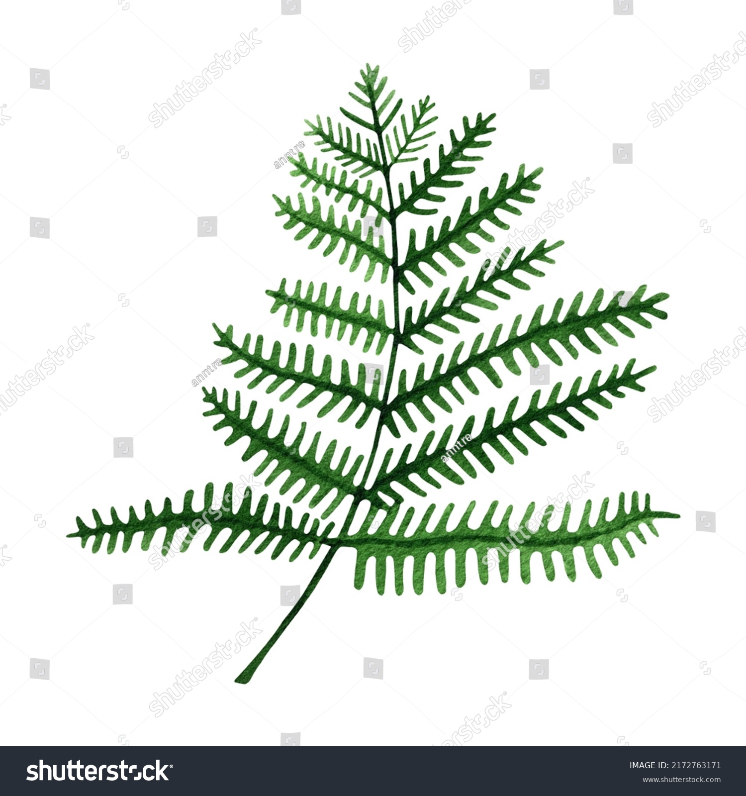 Green Forest Leaf Fern Watercolor Clipart Stock Illustration 2172763171 ...