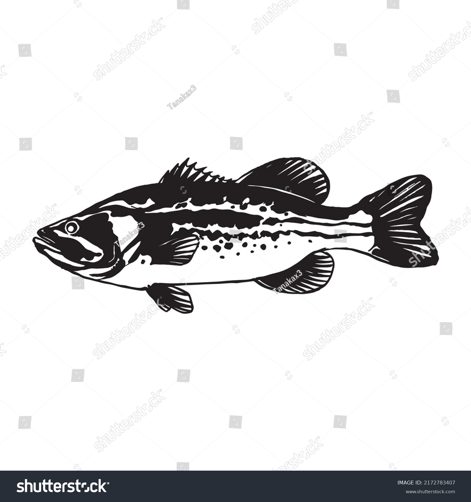 Bass Fish Line Drawing Style On Stock Vector (Royalty Free) 2172783407 ...