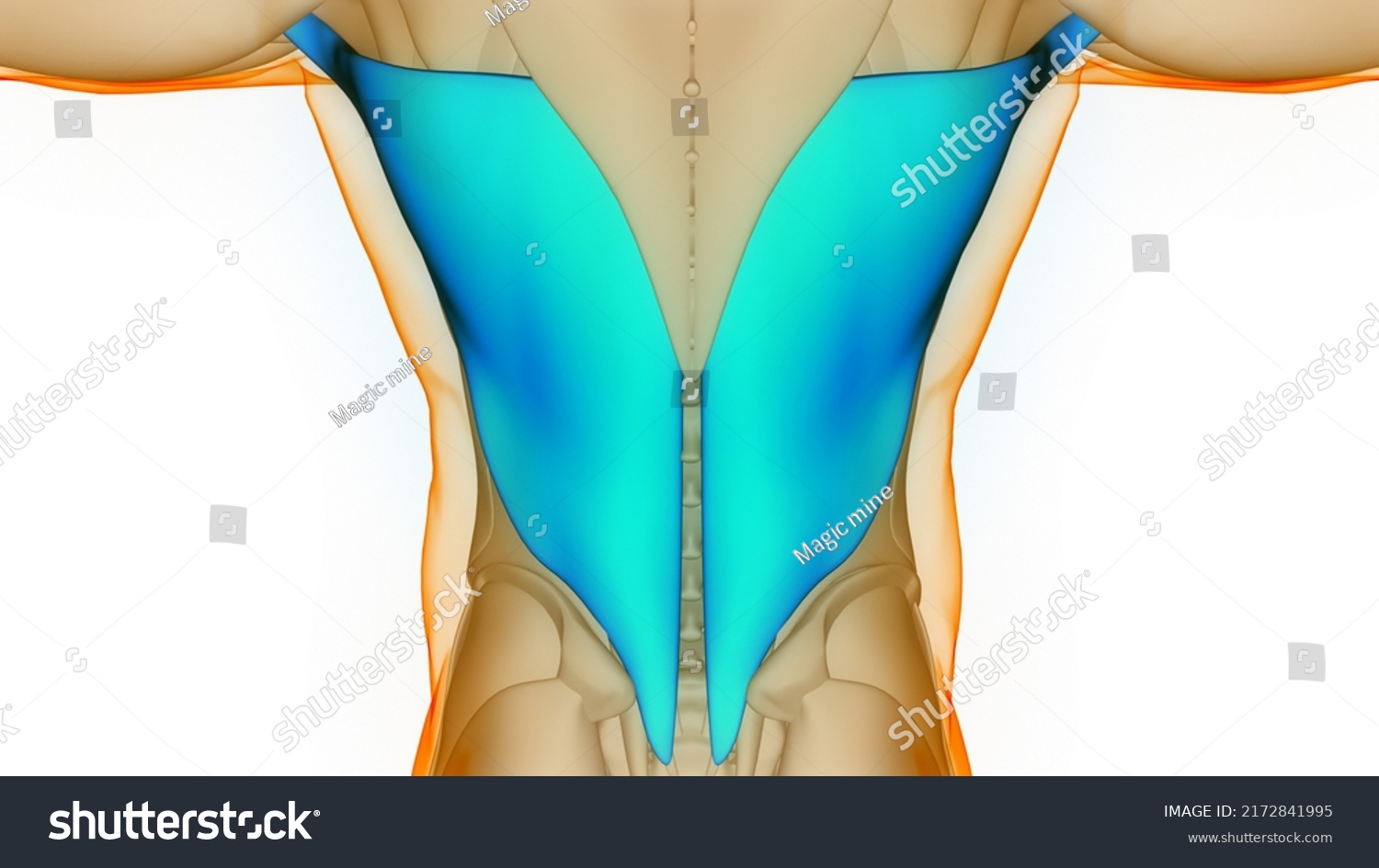 Human Muscular System Torso Muscles Latissimus Stock Illustration Shutterstock