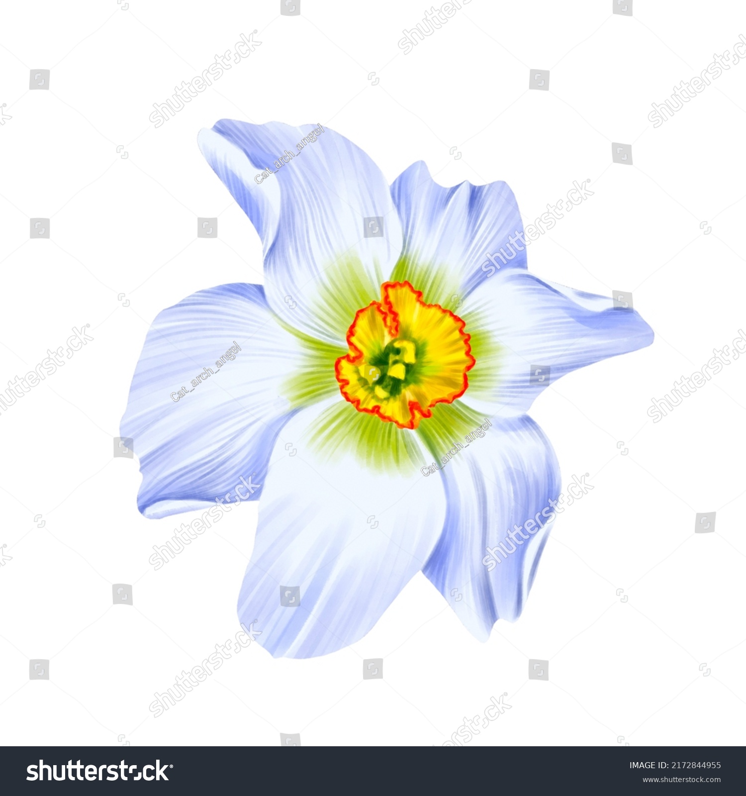 Drawing Flower Narcissus Isolated White Background Stock Illustration ...