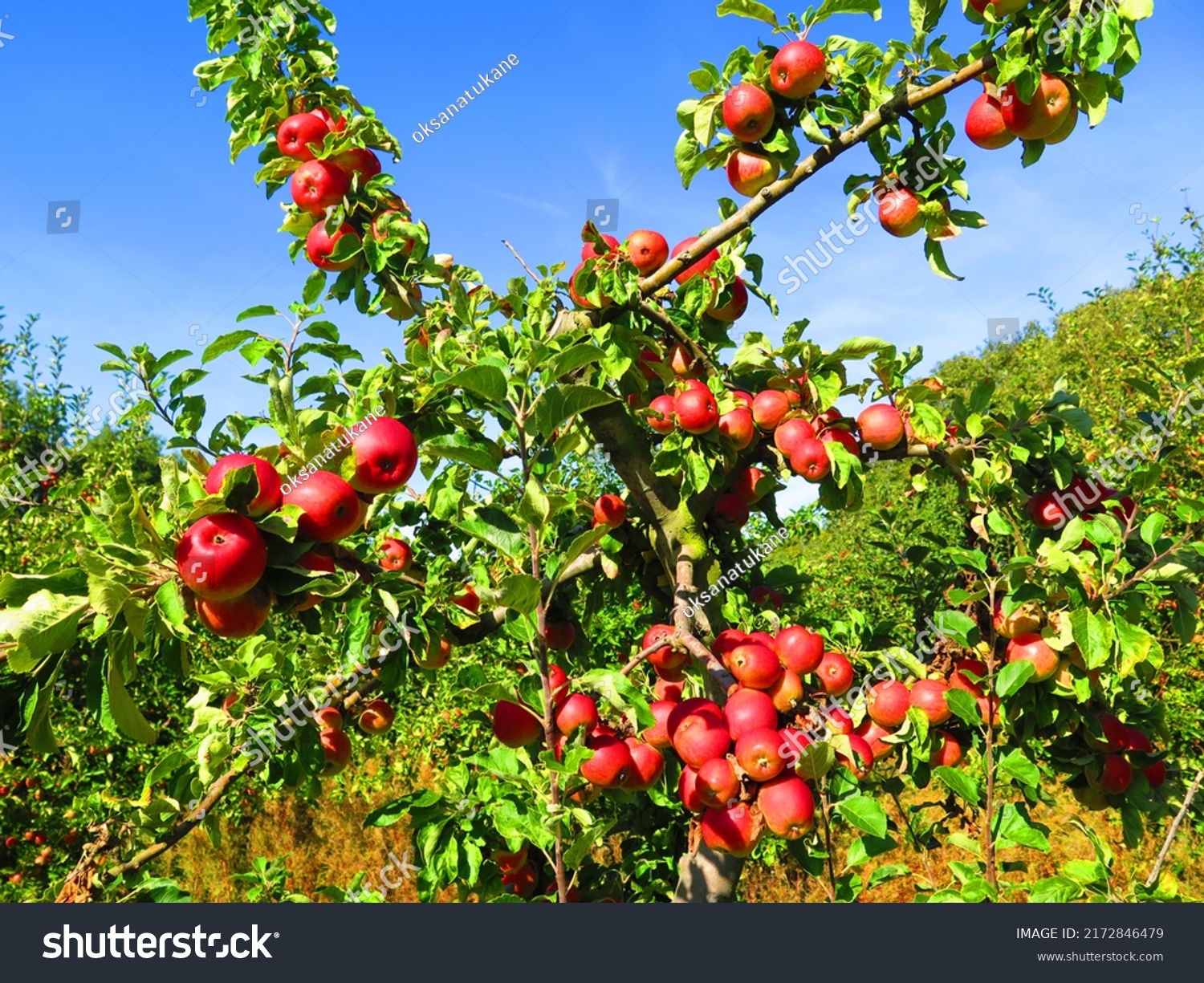 1,345 Orchard Uk Images, Stock Photos & Vectors | Shutterstock