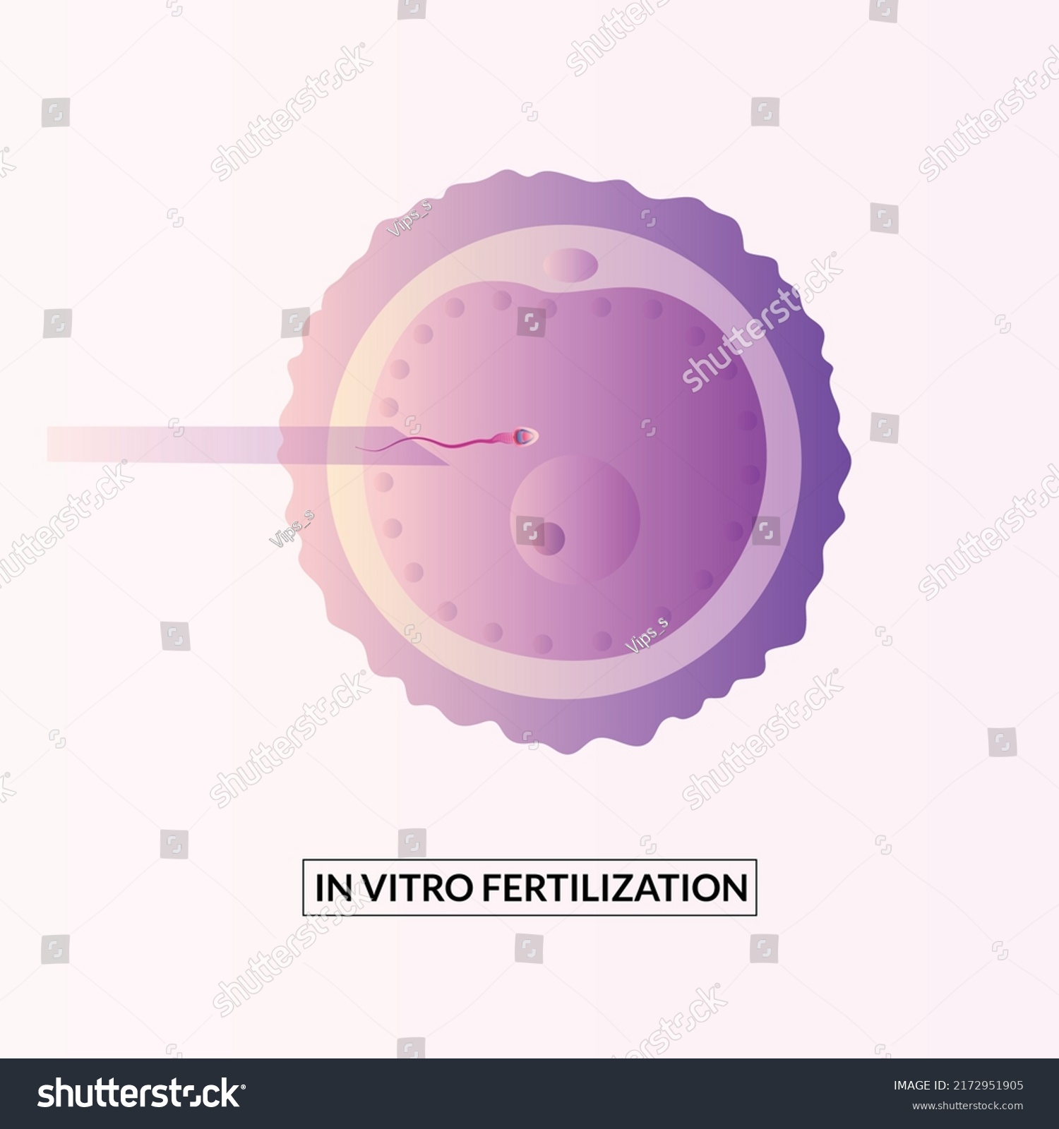 Vitro Fertilization Concept Artificial Insemination Pregnancy Stock Vector Royalty Free