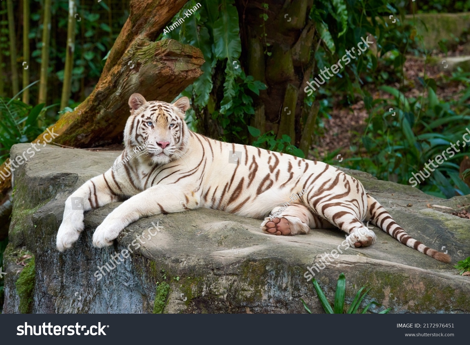 White Tiger Bleached Tiger Leucistic Pigmentation Stock Photo ...