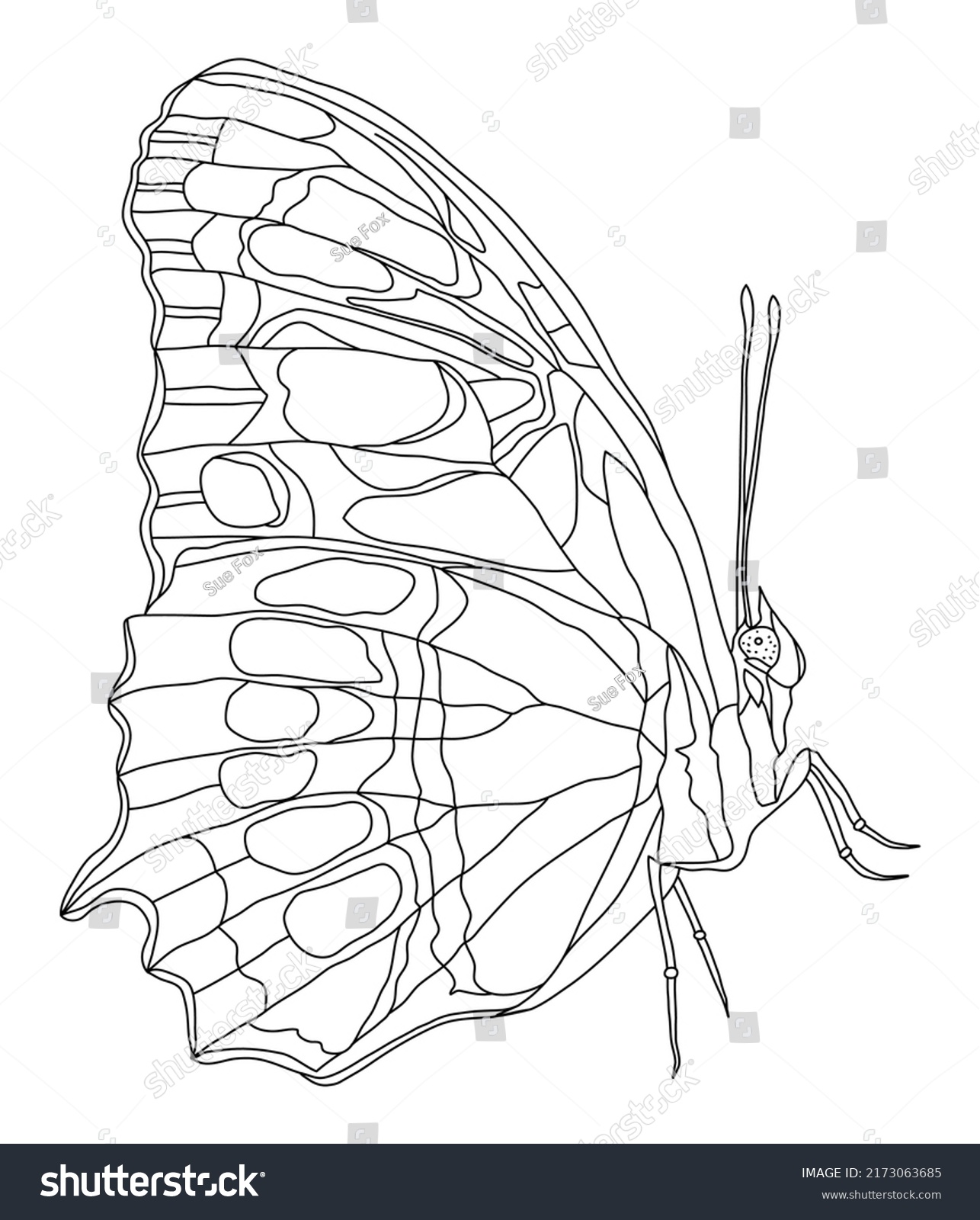 Butterfly Doodle Illustration Coloring Book Page Stock Vector (Royalty