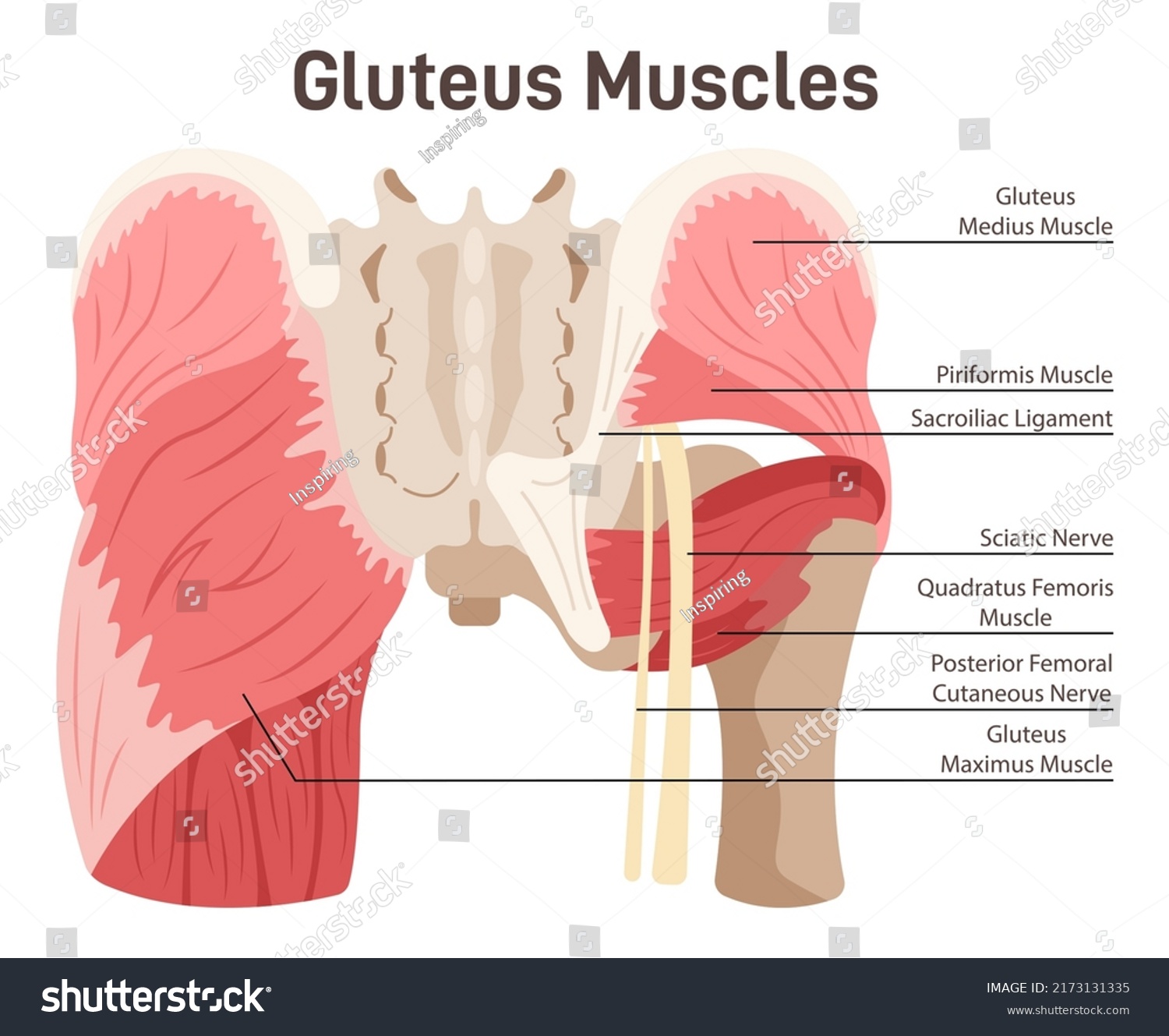 Gluteus Muscles Didactic Scheme Of Anatomy Of Human Muscular System