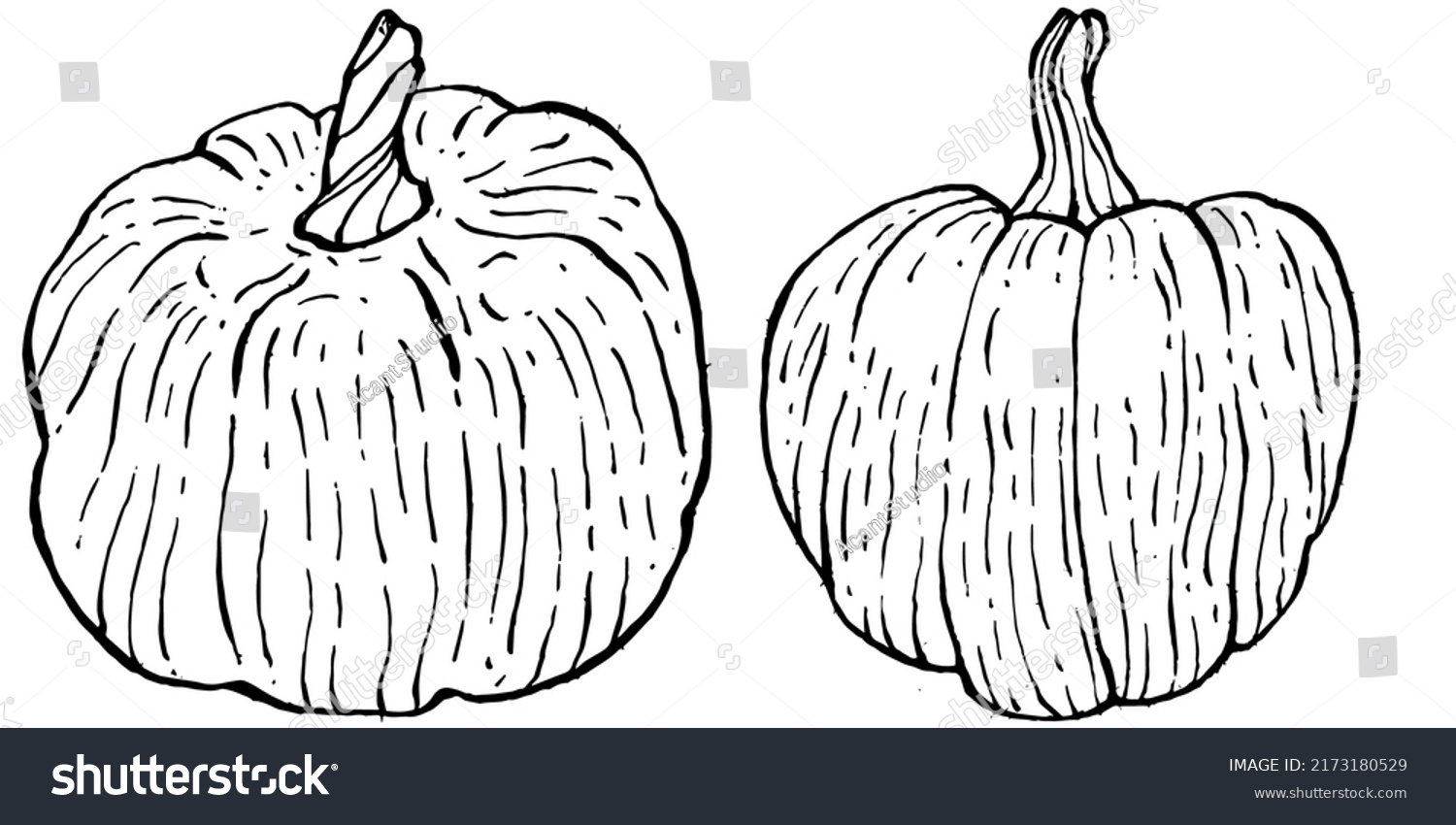 Pumpkin Vector Sketch Hand Drawn Isolated Stock Vector Royalty Free 2173180529 Shutterstock 7684