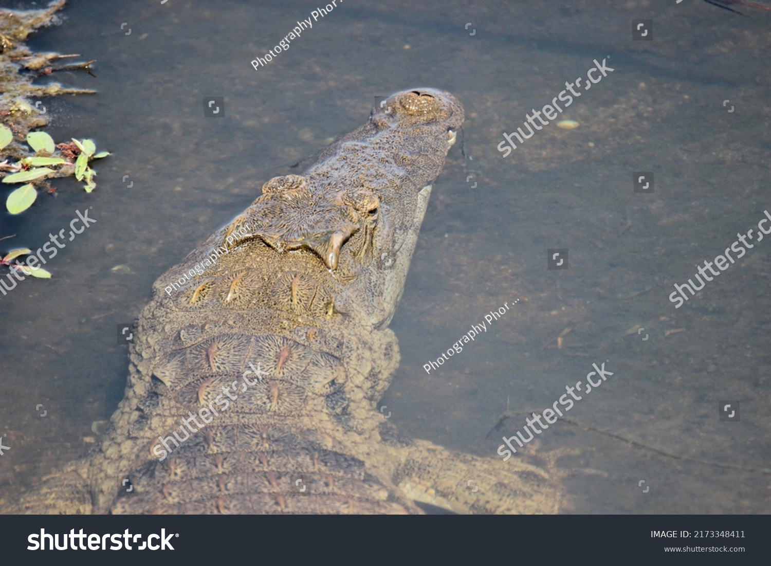 Nile Crocodile Water Kruger National Park Stock Photo 2173348411 